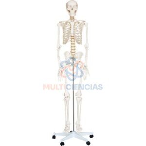 modelo anatomico del cuerpo humano