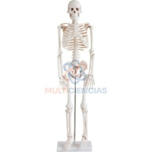 modelo anatomico del cuerpo humano