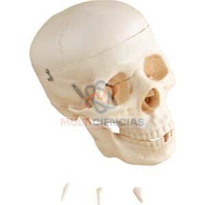 modelo anatomico del cuerpo humano