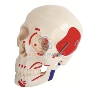 modelo anatomico del cuerpo humano