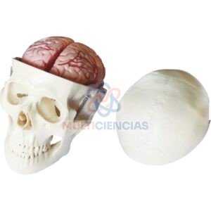 modelo anatomico del cuerpo humano