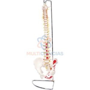 modelo anatomico del cuerpo humano