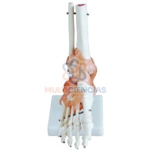 modelo anatomico del cuerpo humano