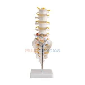 modelo anatomico del cuerpo humano