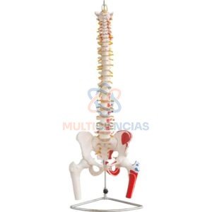 modelo anatomico del cuerpo humano