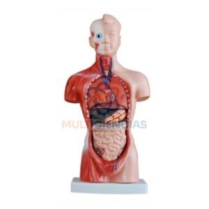 modelo anatomico del cuerpo humano