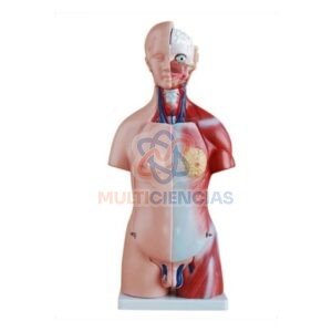 modelo anatomico del cuerpo humano
