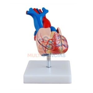 modelo de corazon
