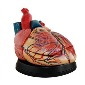 modelo de corazon
