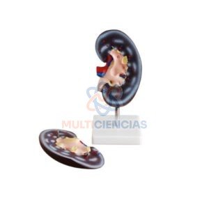 modelo anatomico del cuerpo humano