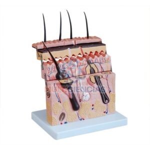 modelo anatomico del cuerpo humano