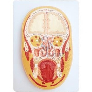 modelo anatomico del cuerpo humano