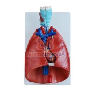 modelo de corazon