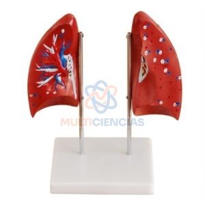 modelo anatomico del cuerpo humano