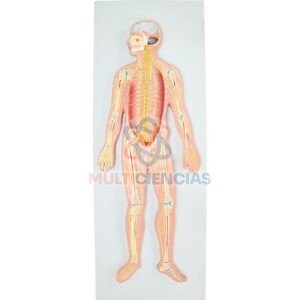 maqueta del sistema nervioso