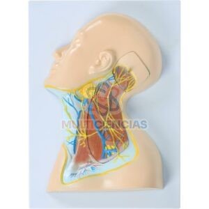 modelo anatomico del cuerpo humano