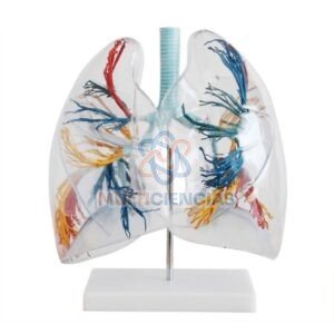 modelo anatomico del cuerpo humano