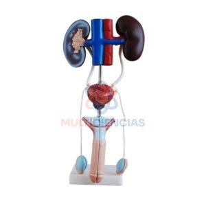 modelo anatomico aparato reproductor masculino