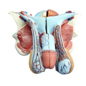 modelo anatomico aparato reproductor masculino
