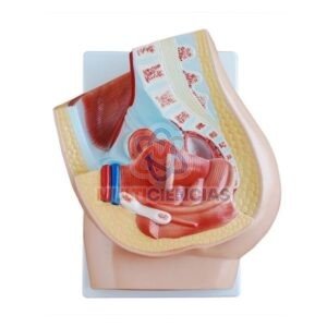 modelo anatomico del cuerpo humano
