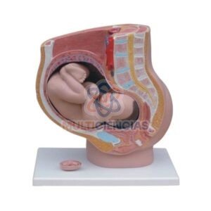 modelo anatomico del cuerpo humano