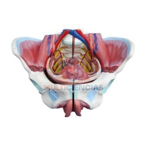 modelo anatomico aparato reproductor femenino
