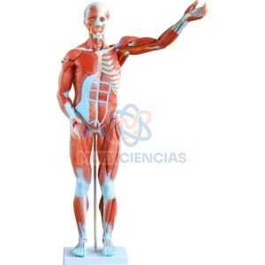 modelo anatomico del cuerpo humano