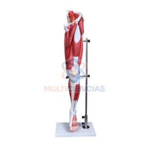 modelo anatomico del cuerpo humano