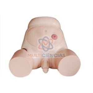 modelo anatomico aparato reproductor masculino