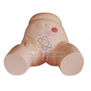 modelo anatomico aparato reproductor femenino