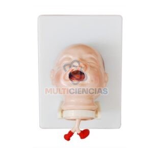 modelos anatomicos