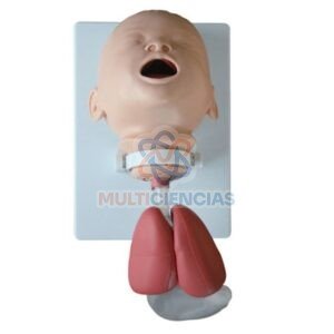 modelos anatomicos