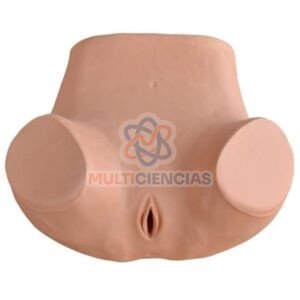 modelos anatomicos