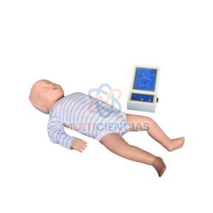 modelos anatomicos