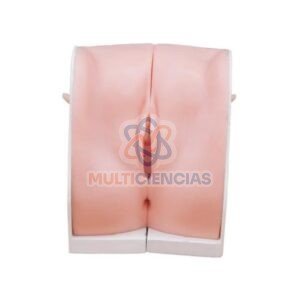 modelo anatomico aparato reproductor femenino
