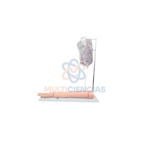 modelo anatomico
