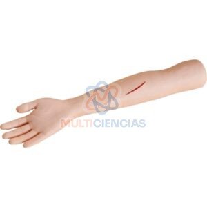 modelo anatomico