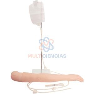 modelo anatomico