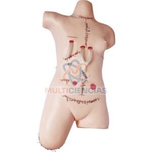 modelo anatomico