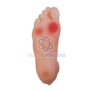 modelos anatomicos