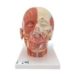 modelos anatomicos