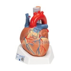 modelo de corazon