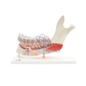 modelos anatomicos