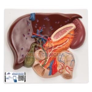 modelos anatomicos