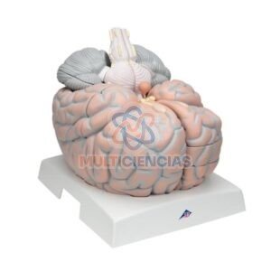 modelos anatomicos