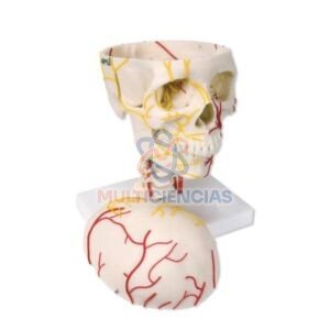 modelos anatomicos